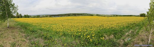 Одуванчиковое поле панорама