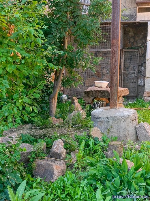 Сова. Белая. Жарко ей. Челябинск