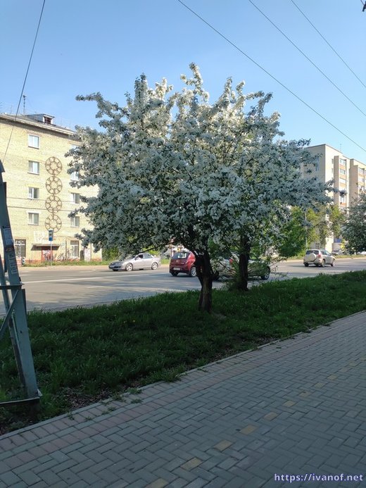 Дерево в цвету