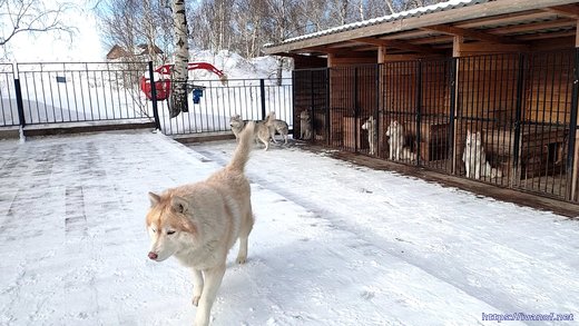 Рыженосая