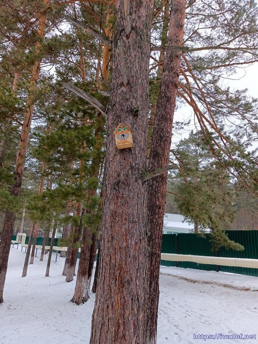 Скворечник с совой