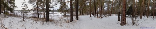 Панорама леса