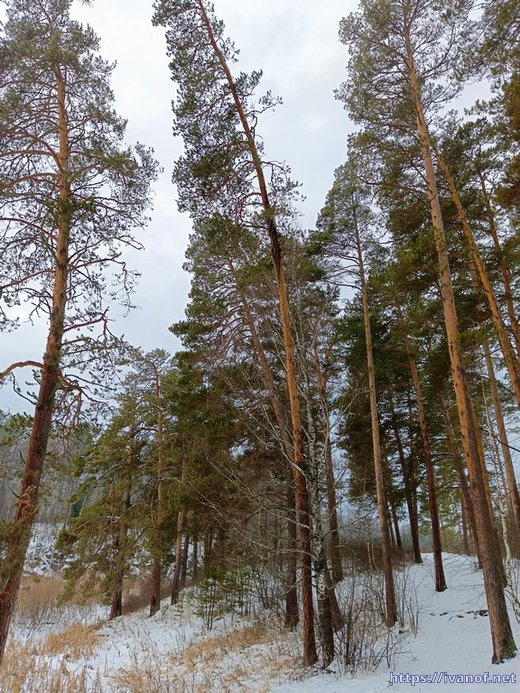 Сосновый лес. Деревья тоже обнимаются