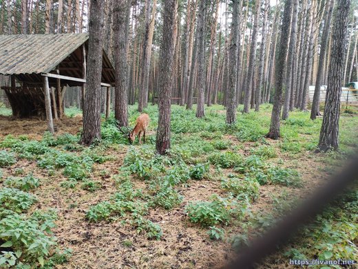 Пятнистый олень