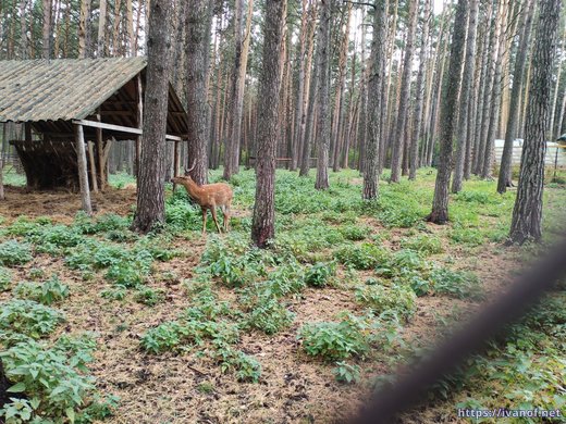 Пятнистый олень