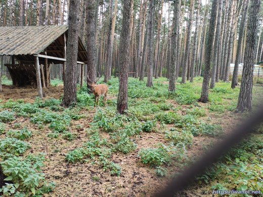 Пятнистый олень