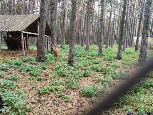 Пятнистый олень
