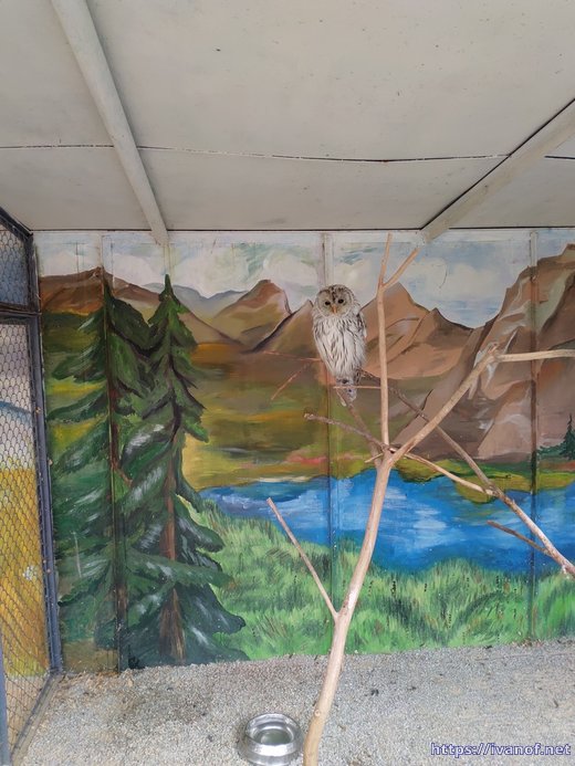 Сова