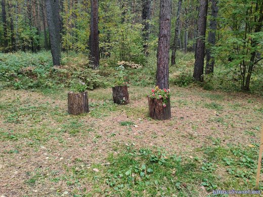 Три пенька :)
