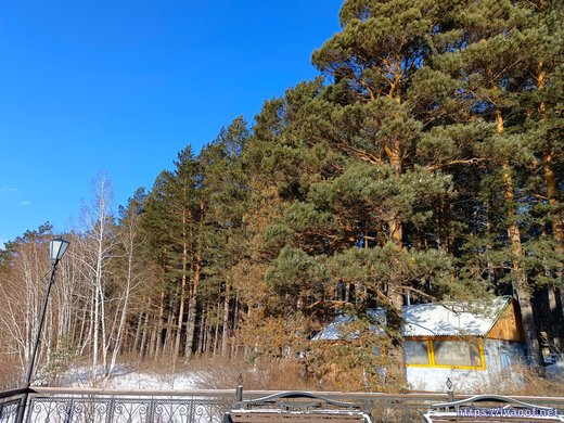 Много сосен