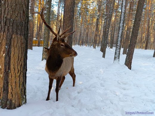 Олень