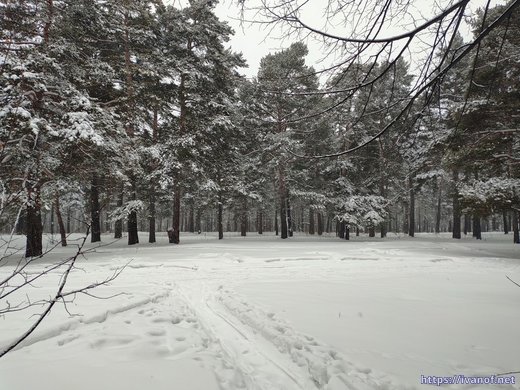 Снежное