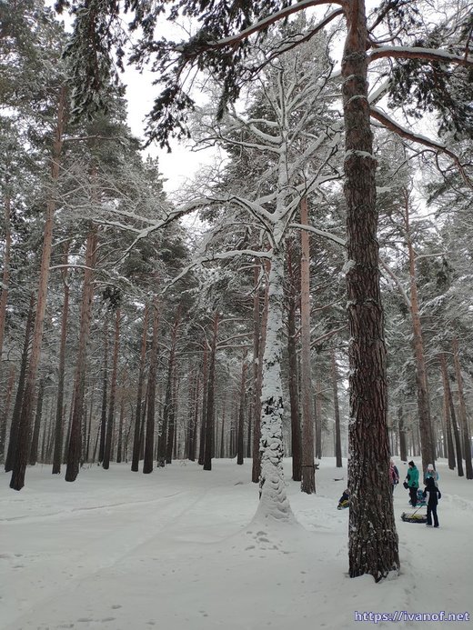 Снежная берёзка