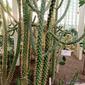 Кактусы. Ботанический сад КемГУ
